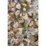 7.5ft Christmas Tree with Lights- Wesley Pine thumbnail 3